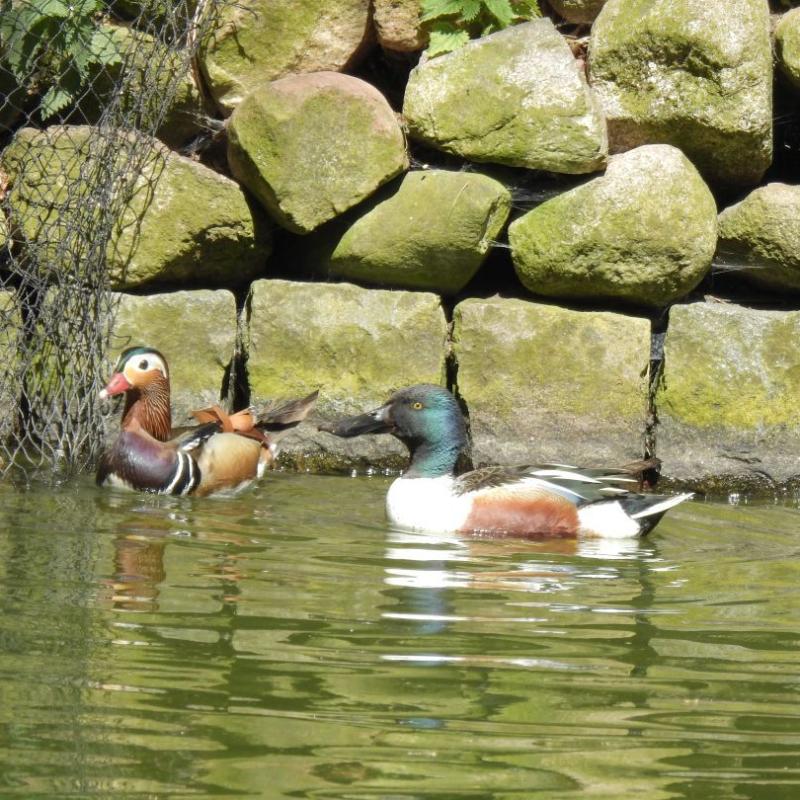heimattiergarten-tierpark-zoo-fuerstenwalde-tiere-265