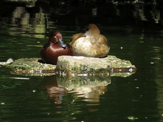 heimattiergarten-tierpark-zoo-fuerstenwalde-tiere-272