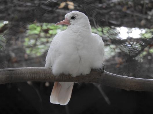 heimattiergarten-tierpark-zoo-fuerstenwalde-tiere-288