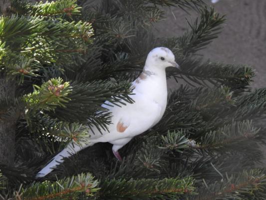 heimattiergarten-tierpark-zoo-fuerstenwalde-tiere-289