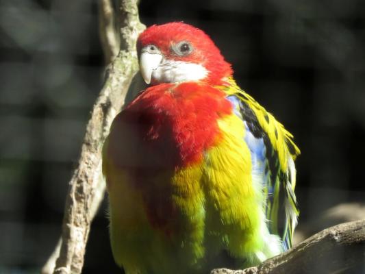heimattiergarten-tierpark-zoo-fuerstenwalde-tiere-299