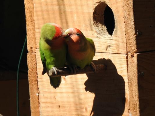 heimattiergarten-tierpark-zoo-fuerstenwalde-tiere-300