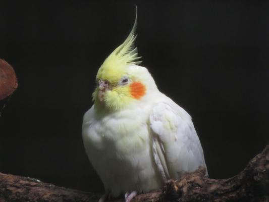 heimattiergarten-tierpark-zoo-fuerstenwalde-tiere-341