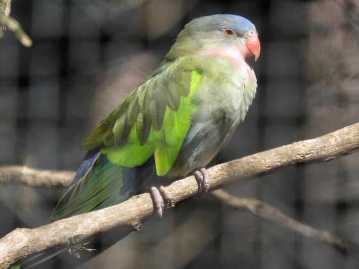 heimattiergarten-tierpark-zoo-fuerstenwalde-tiere-342