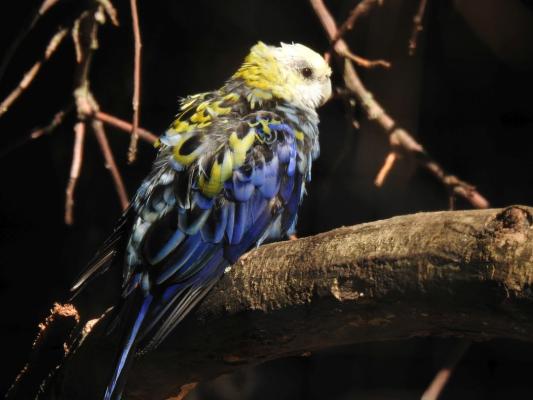 heimattiergarten-tierpark-zoo-fuerstenwalde-tiere-344