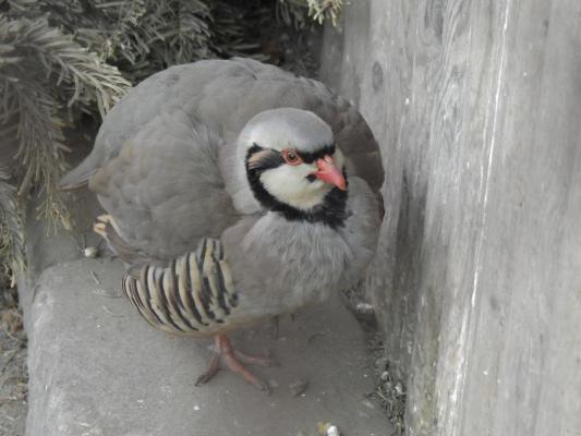 heimattiergarten-tierpark-zoo-fuerstenwalde-tiere-351