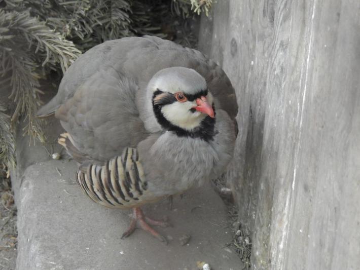 heimattiergarten-tierpark-zoo-fuerstenwalde-tiere-351