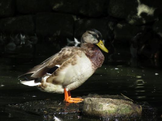 heimattiergarten-tierpark-zoo-fuerstenwalde-tiere-381