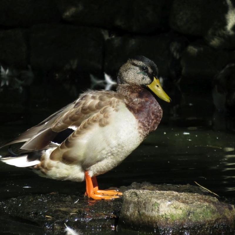 heimattiergarten-tierpark-zoo-fuerstenwalde-tiere-381