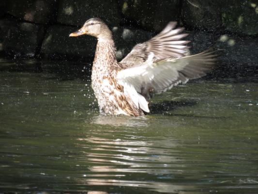 heimattiergarten-tierpark-zoo-fuerstenwalde-tiere-383