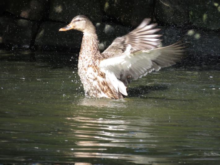 heimattiergarten-tierpark-zoo-fuerstenwalde-tiere-383
