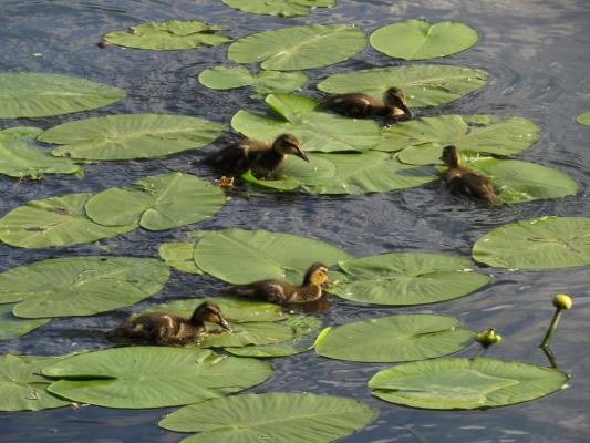 heimattiergarten-tierpark-zoo-fuerstenwalde-tiere-384