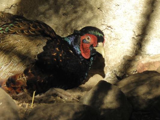 heimattiergarten-tierpark-zoo-fuerstenwalde-tiere-387