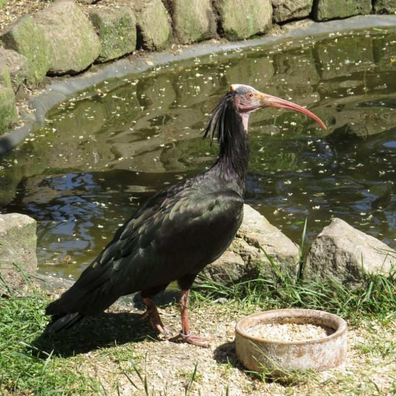 heimattiergarten-tierpark-zoo-fuerstenwalde-tiere-410