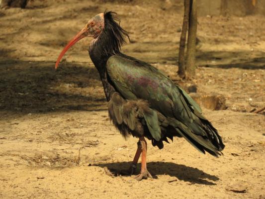 heimattiergarten-tierpark-zoo-fuerstenwalde-tiere-412