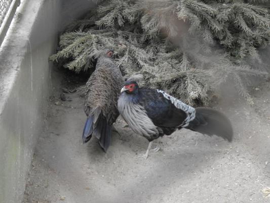 heimattiergarten-tierpark-zoo-fuerstenwalde-tiere-423