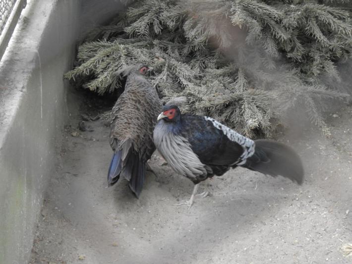 heimattiergarten-tierpark-zoo-fuerstenwalde-tiere-423