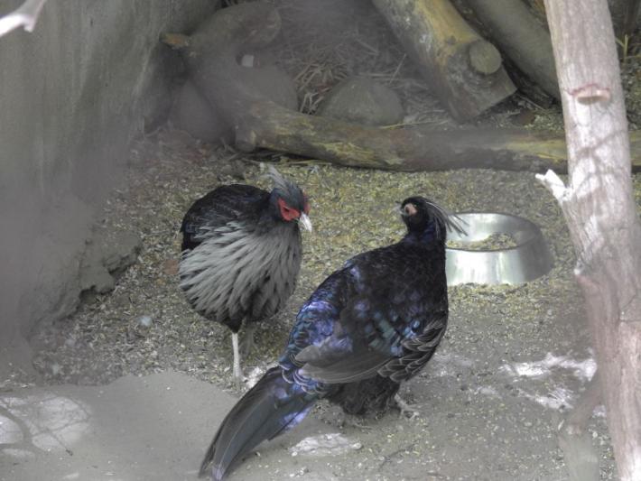 heimattiergarten-tierpark-zoo-fuerstenwalde-tiere-424