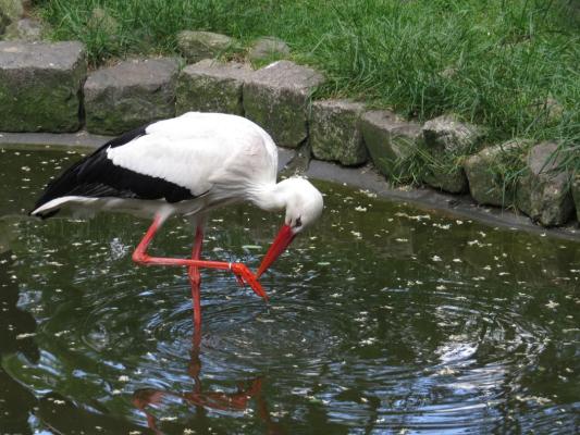 heimattiergarten-tierpark-zoo-fuerstenwalde-tiere-426