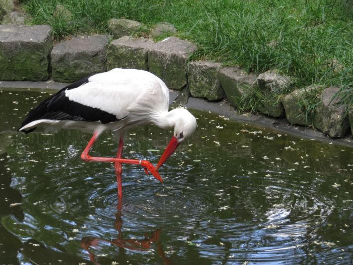 heimattiergarten-tierpark-zoo-fuerstenwalde-tiere-426