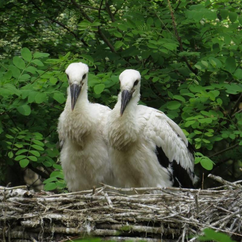heimattiergarten-tierpark-zoo-fuerstenwalde-tiere-428