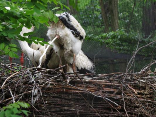 heimattiergarten-tierpark-zoo-fuerstenwalde-tiere-430