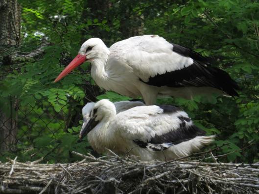 heimattiergarten-tierpark-zoo-fuerstenwalde-tiere-431
