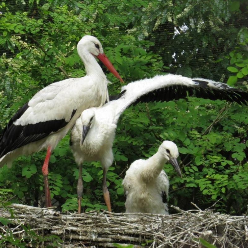 heimattiergarten-tierpark-zoo-fuerstenwalde-tiere-432