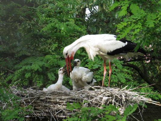 heimattiergarten-tierpark-zoo-fuerstenwalde-tiere-434