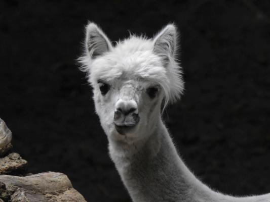 heimattiergarten-tierpark-zoo-fuerstenwalde-tiere-004