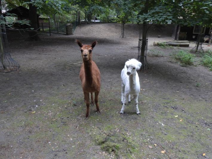 heimattiergarten-tierpark-zoo-fuerstenwalde-tiere-006