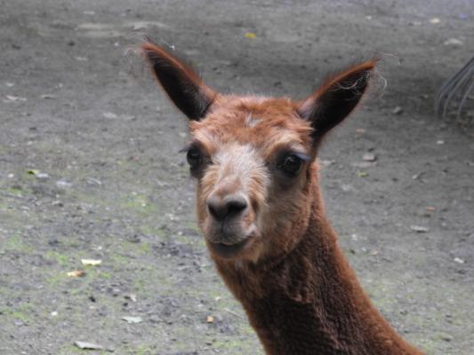 heimattiergarten-tierpark-zoo-fuerstenwalde-tiere-007