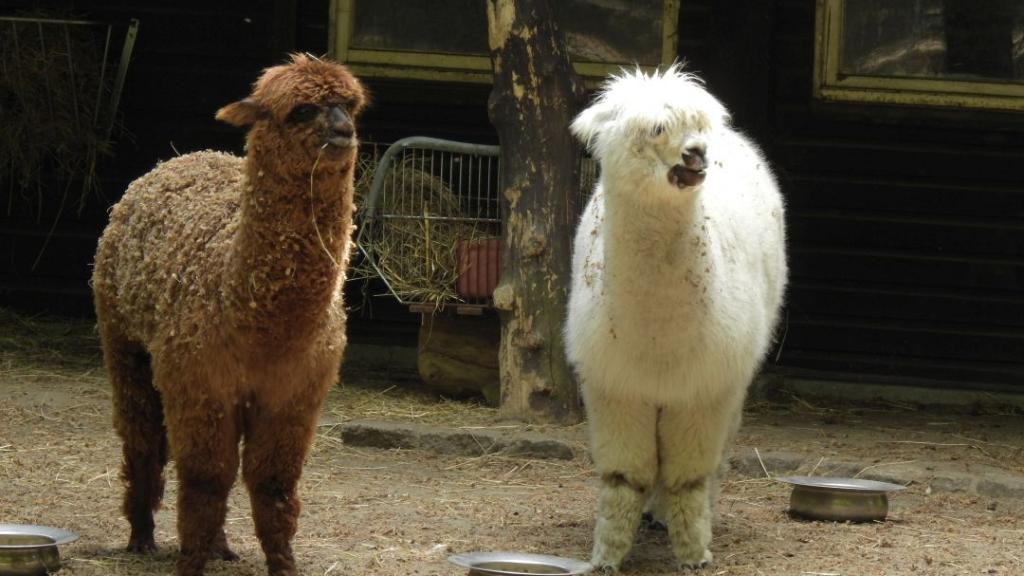 heimattiergarten-tierpark-zoo-fuerstenwalde-tiere-010