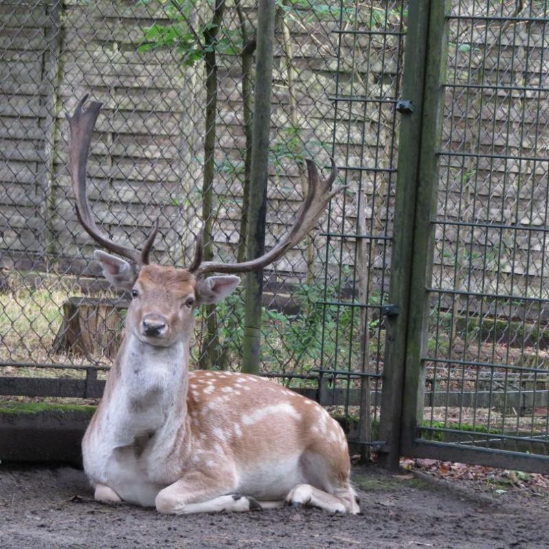 heimattiergarten-tierpark-zoo-fuerstenwalde-tiere-097