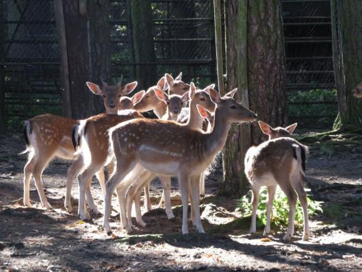 heimattiergarten-tierpark-zoo-fuerstenwalde-tiere-101