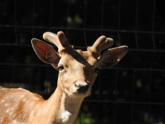heimattiergarten-tierpark-zoo-fuerstenwalde-tiere-103