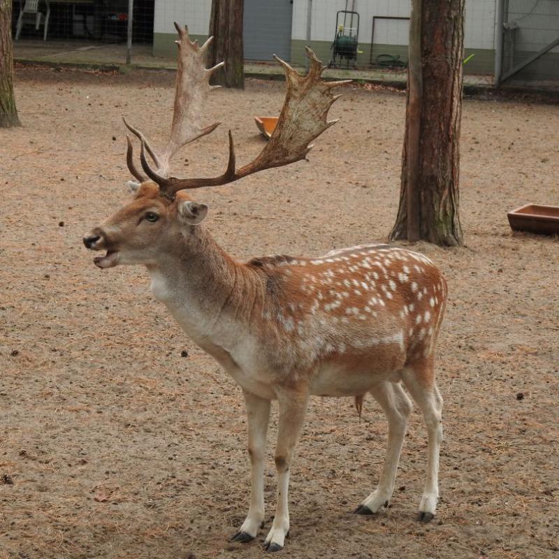 heimattiergarten-tierpark-zoo-fuerstenwalde-tiere-104