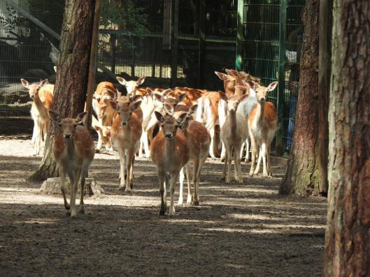 heimattiergarten-tierpark-zoo-fuerstenwalde-tiere-107