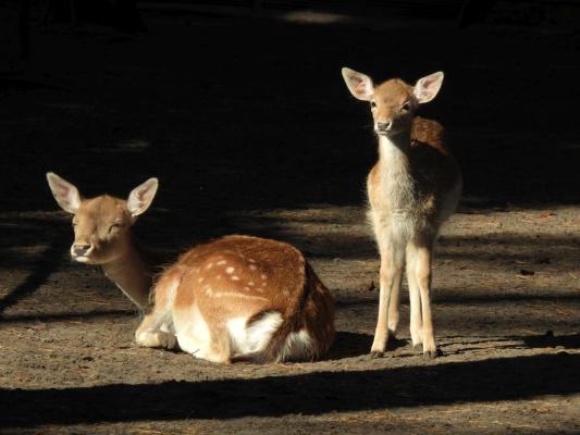 heimattiergarten-tierpark-zoo-fuerstenwalde-tiere-109