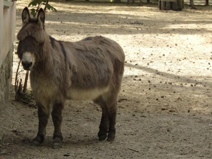 heimattiergarten-tierpark-zoo-fuerstenwalde-tiere-120