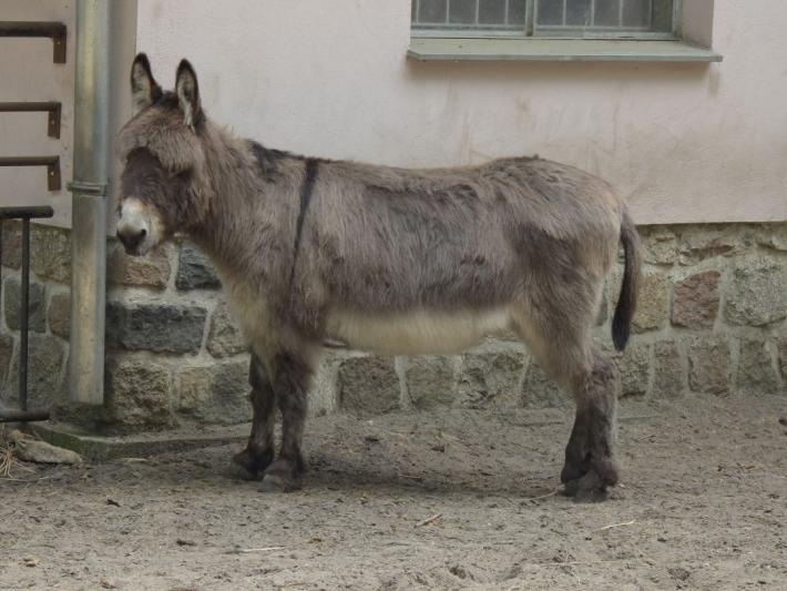 heimattiergarten-tierpark-zoo-fuerstenwalde-tiere-121