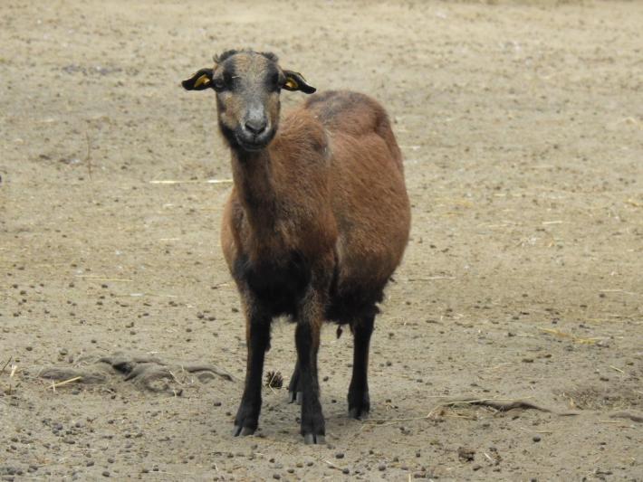 heimattiergarten-tierpark-zoo-fuerstenwalde-tiere-190
