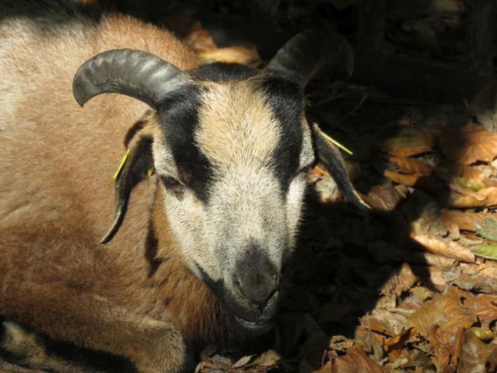 heimattiergarten-tierpark-zoo-fuerstenwalde-tiere-193