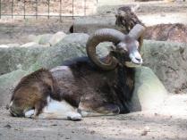 heimattiergarten-tierpark-zoo-fuerstenwalde-tiere-274