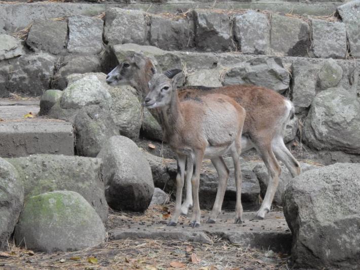 heimattiergarten-tierpark-zoo-fuerstenwalde-tiere-279