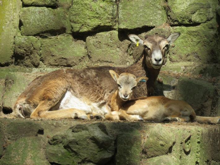 heimattiergarten-tierpark-zoo-fuerstenwalde-tiere-280