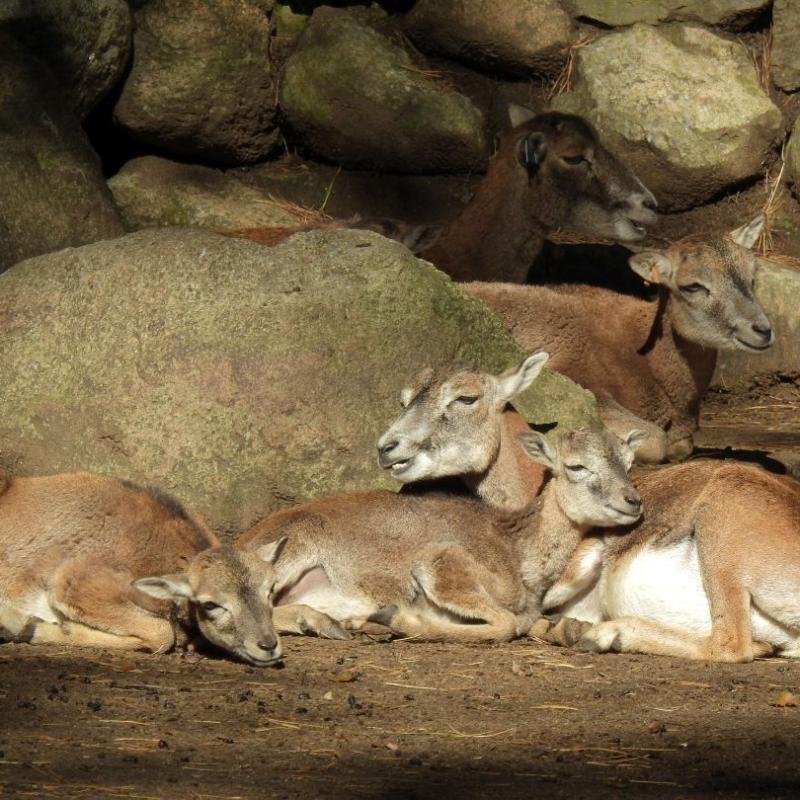 heimattiergarten-tierpark-zoo-fuerstenwalde-tiere-283