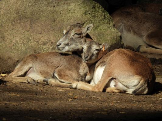 heimattiergarten-tierpark-zoo-fuerstenwalde-tiere-285