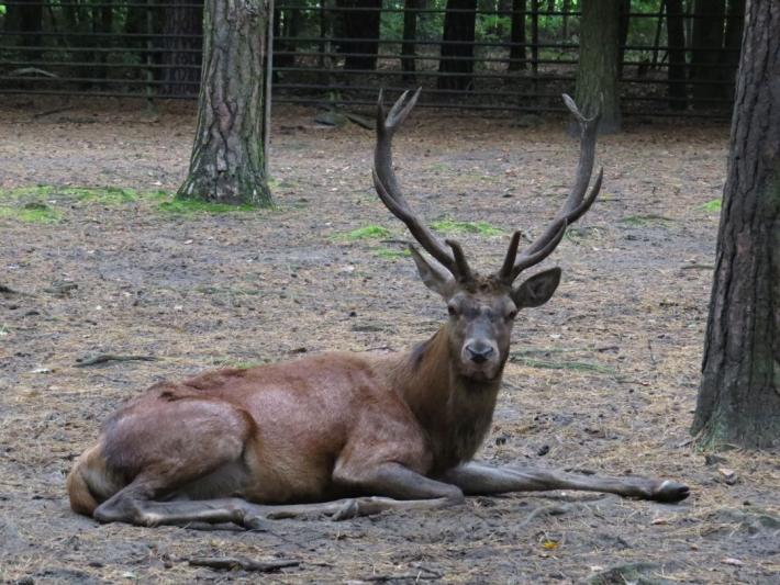 heimattiergarten-tierpark-zoo-fuerstenwalde-tiere-319