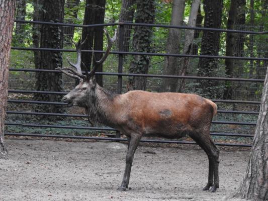 heimattiergarten-tierpark-zoo-fuerstenwalde-tiere-320